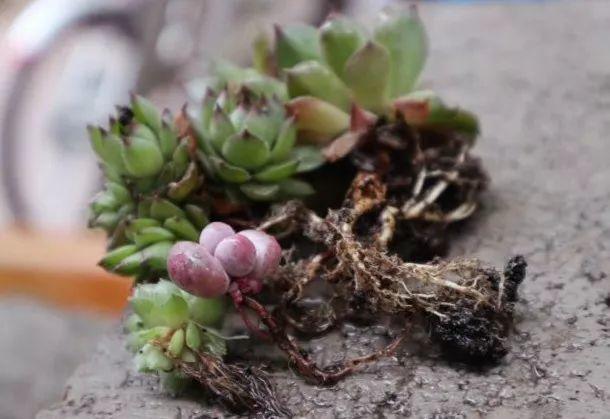 为了养多肉, 不光搭遮阳网, 连狗笼子都用上了!