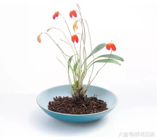 一点苔藓和兰花就能制作一个餐桌花卉景观