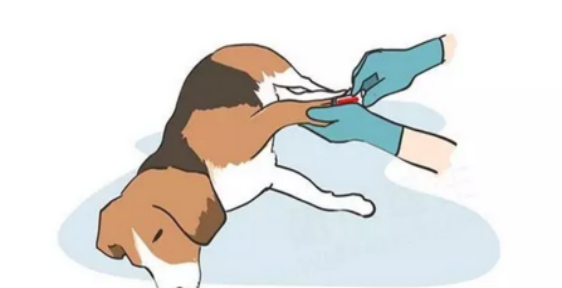 怀孕以后可以养狗吗