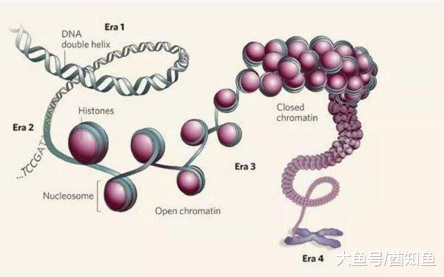 细胞核有什么作用 你一定想不到 竟是最早的 丧尸围墙 奇闻资讯 娱乐新闻网