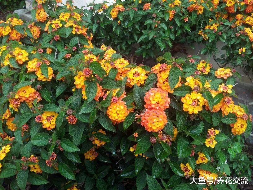 这些特别耐旱耐热的开花植物, 容易养护, 新手也能养好
