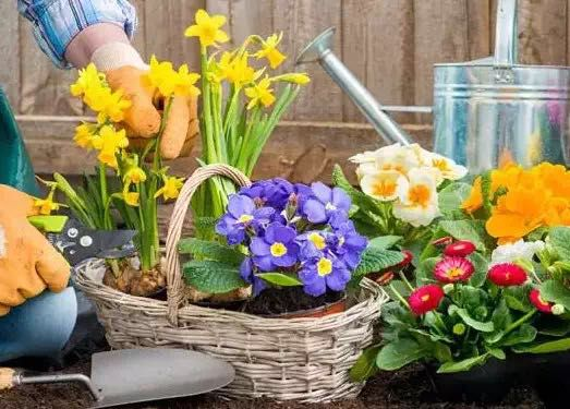 给花盆底垫上这“3样”料, 植株有劲长, 大白根更加壮!