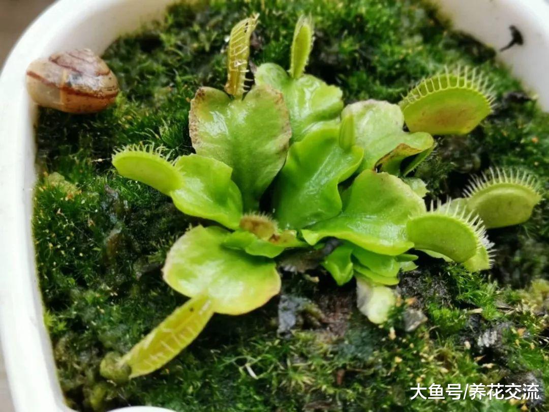 我最喜欢养的三种食虫植物, 适合养在家里的不同位置