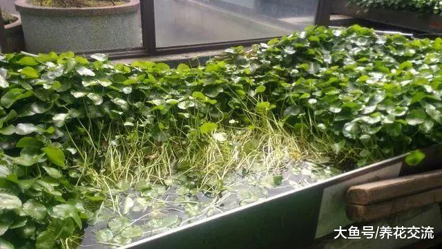 铜钱草养护需要掌握三点, 你都注意到了么?