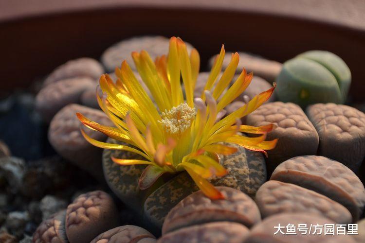 仅需2个小技巧, 轻松学会养生石花(屁股花)