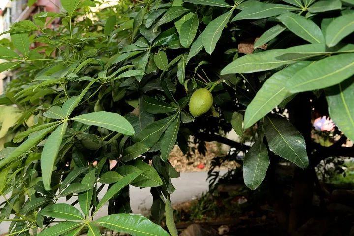 路边捡个“发财果”, 丢盆里3天就冒芽, 让你新一年财运旺!