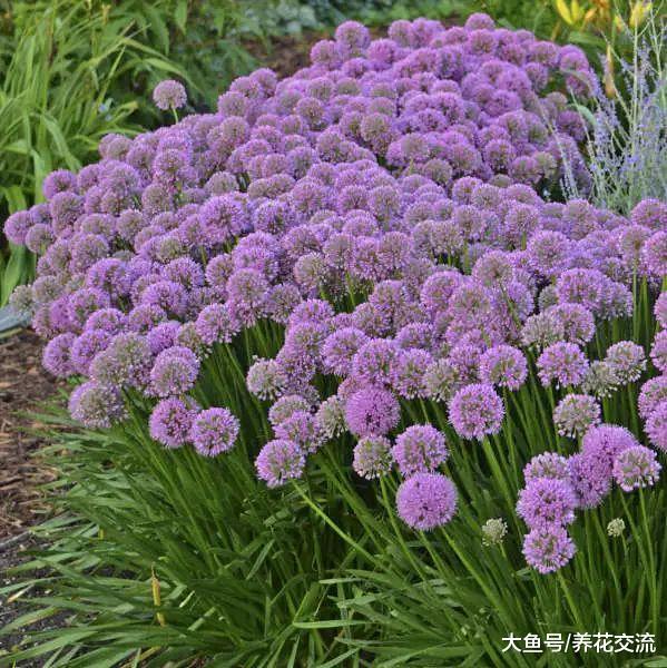 秋天的时候栽培这些球茎花卉, 来年春天就能灿烂开花了