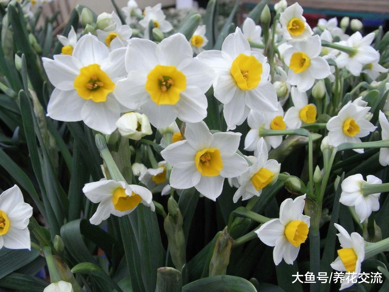 冬天在室内水培养护水仙花注意这几个技巧, 能够保持很长的花期