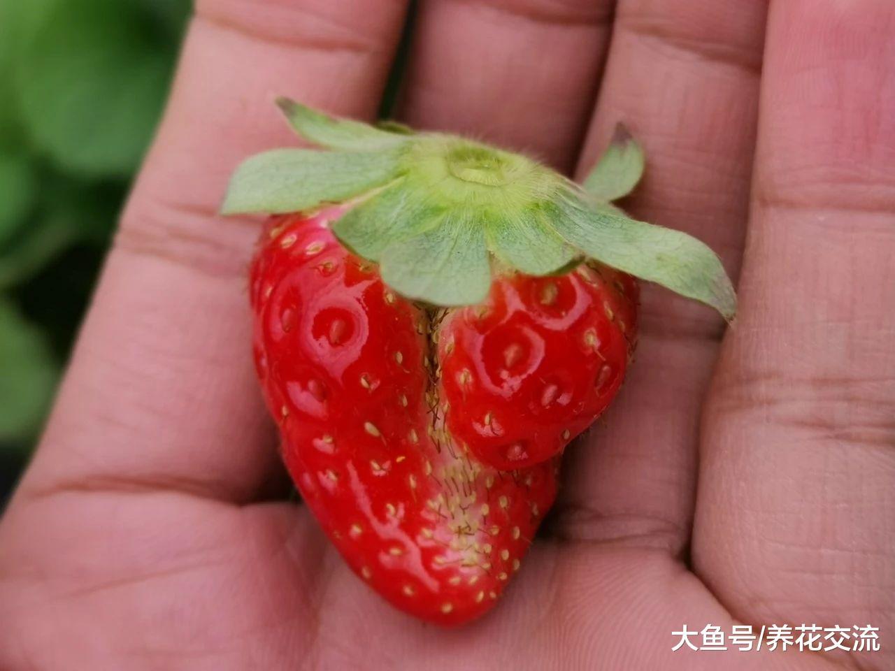 在家里养的草莓结果出现畸形, 你还敢吃么?