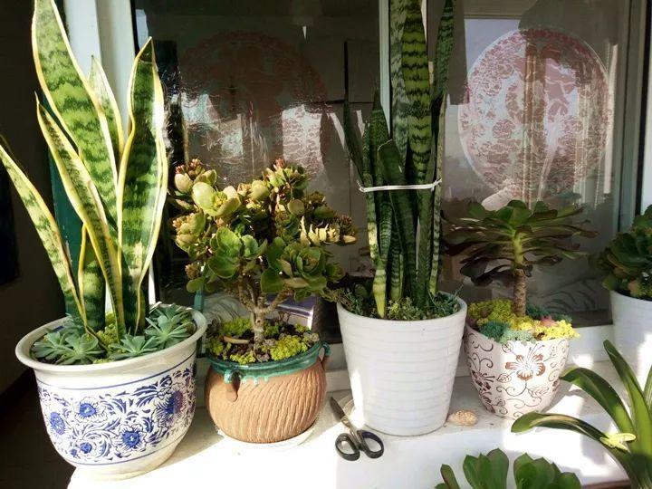 “伸手党”和“偷花贼”, 恨的牙痒痒, 看来只能出大招了!