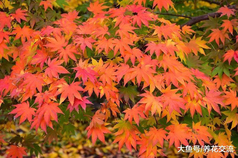 适合布置在院子前面的7种花卉植物, 搭配起来就完美了