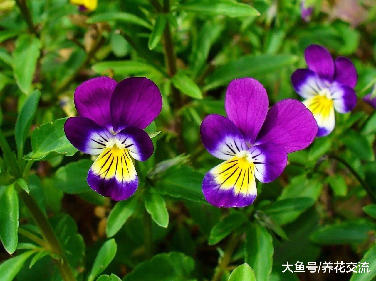 几种可以食用和观赏的草本花卉, 新手也能养得很好