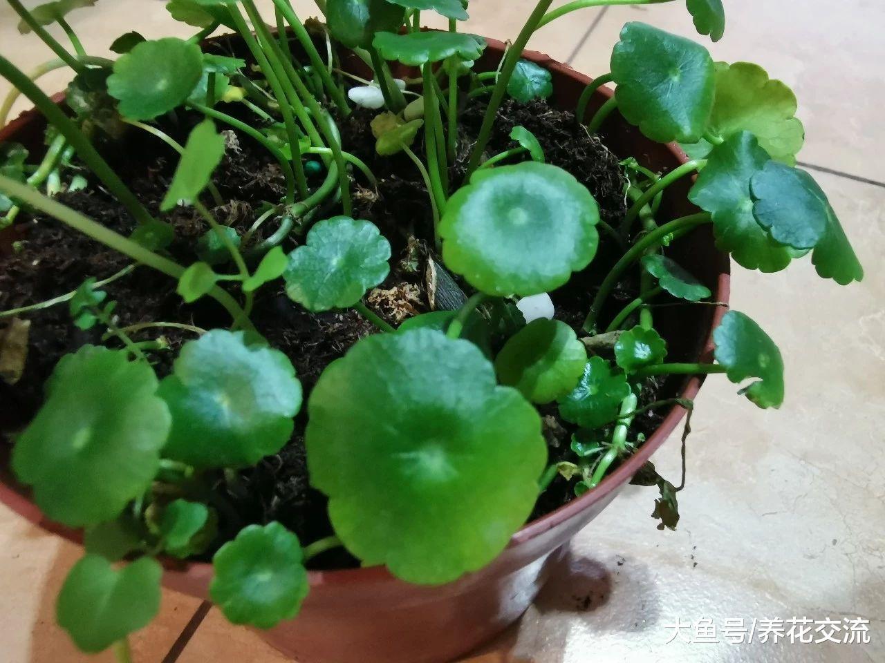 铜钱草盆栽只要掌握三个技巧, 水培和土培的都长得特旺盛