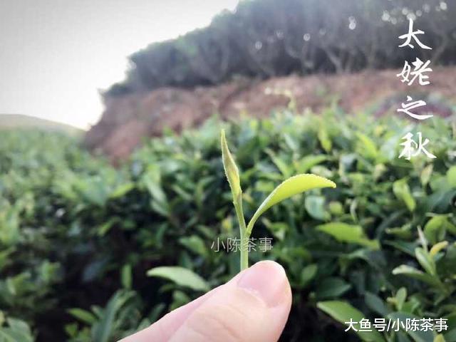 老白茶的叶片为什么那么轻易碎, 三分钟, 三个角度为您详细解读!