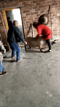 搞笑gif:忍一时越想越气,退一步越想越亏!