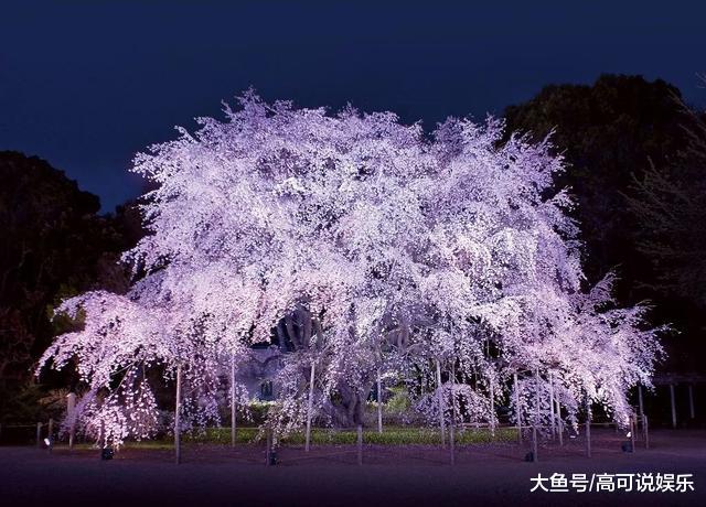日本东京十巨细寡赏樱胜天:避开人潮拥挤的恐惧,感触感染醒好春意!
