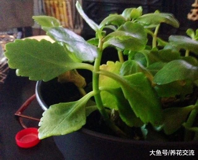 盆栽长寿花的叶子发软, 茎上面长很多气根怎么办?