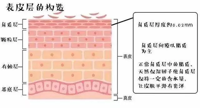 什么是角质 怎样去角质 健康资讯 娱乐新闻网
