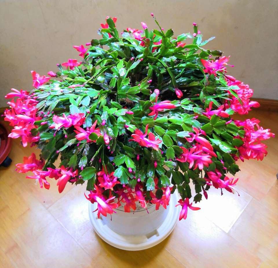 蟹爪兰不开花? 浇水“有门道”, 这种水1浇, 花芽蹭蹭冒, 很有效