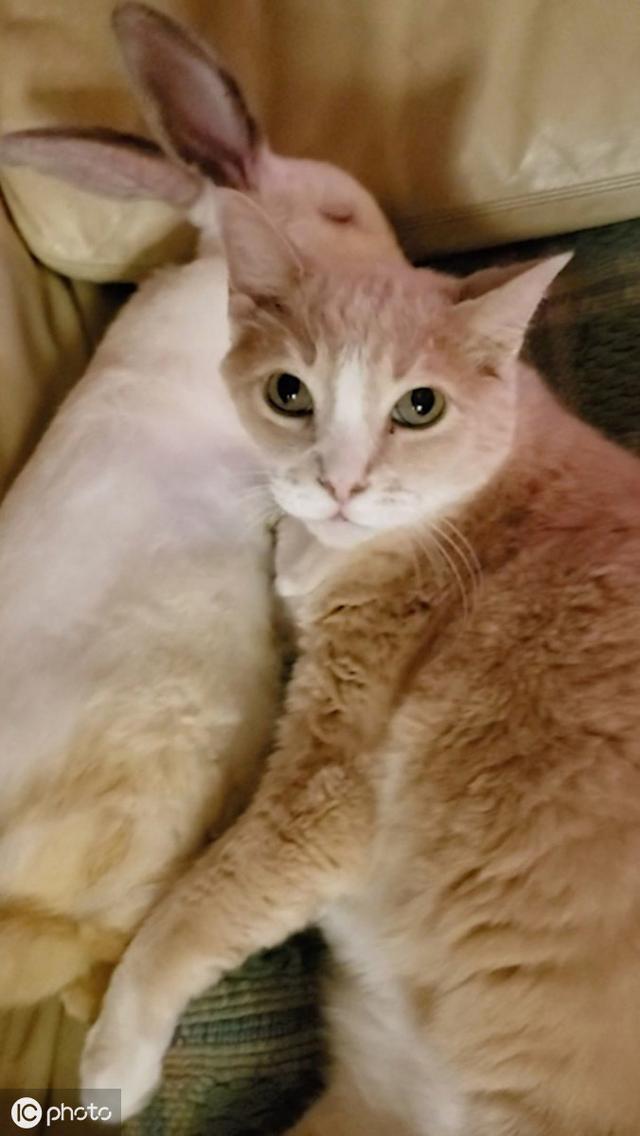 兔子爱上猫 美国猫咪和主人捡来的兔子好成闺蜜睡觉都黏一起 未分类资讯 存满娱乐网