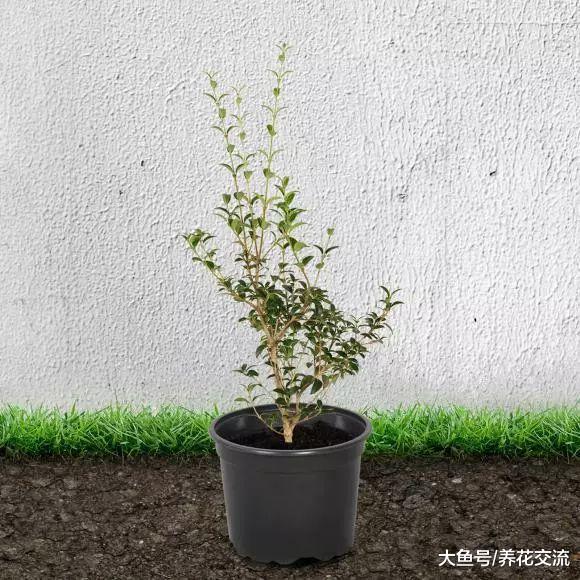 盆栽的桂花树冬天要怎么养, 才能保证不被冻伤