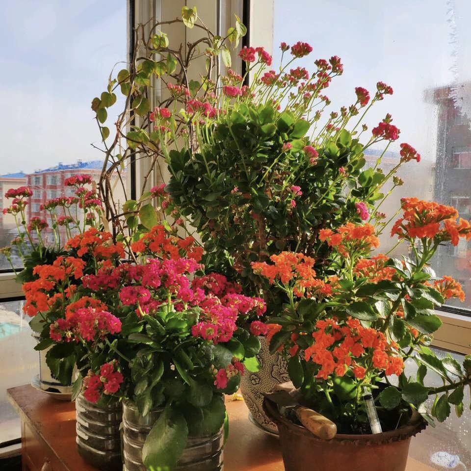 让长寿花“2次开花”, 教你“2招”, 30天再冒“花芽”, 花开爆盆