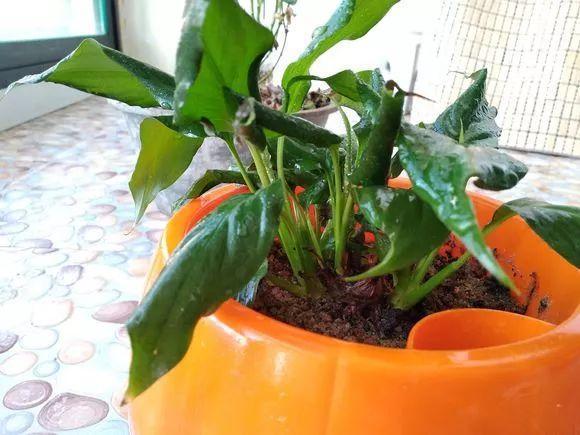 冬天就是白掌的鬼门关, 土壤没用对, 一不小心就烂根!