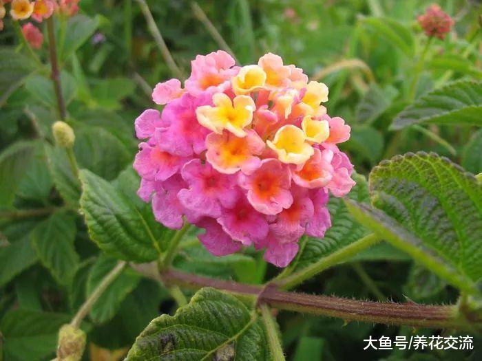 栽种在院子里常年都不用照顾的观赏花卉, 新手也能轻松养开花