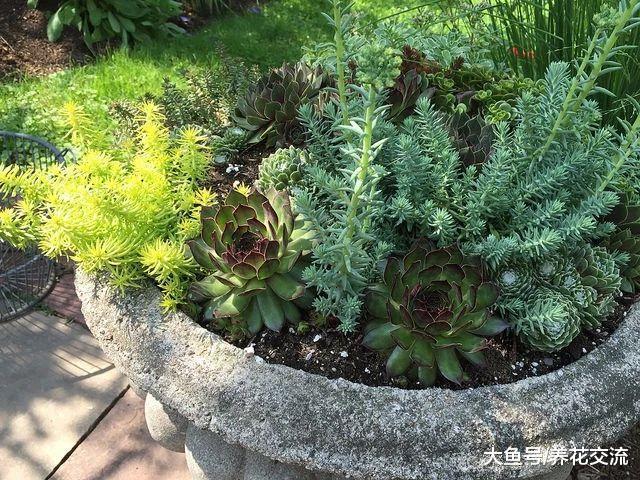 新手园丁的多肉植物养护指南, 种满院子都能养活