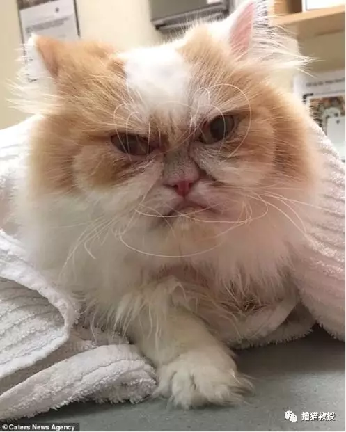 又一只长得像人的猫 丑得很魔性 萌宠资讯 存满娱乐网