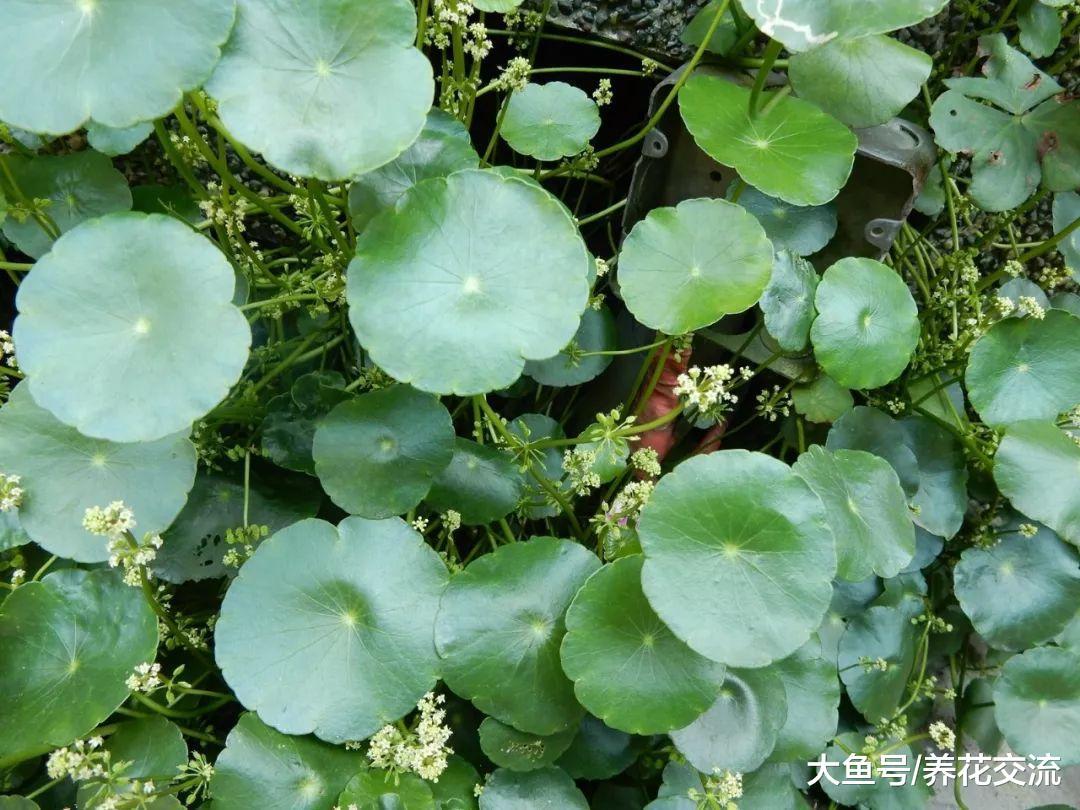 铜钱草养护需要掌握三点, 你都注意到了么?