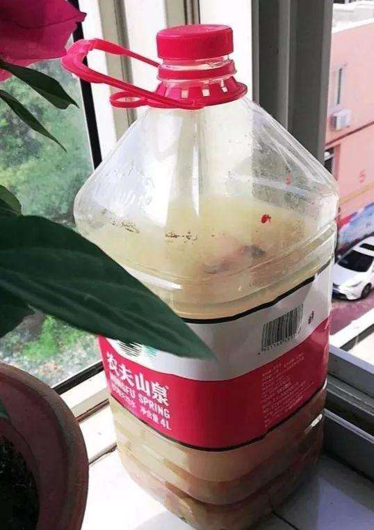 年前君子兰“不开花”, 这“3种”天然肥喂上, 花苞突突长满盆!