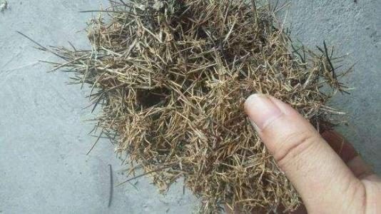 养花土壤“开裂”, 盆底垫点“松针”, 透气养分高, 几天就恢复!