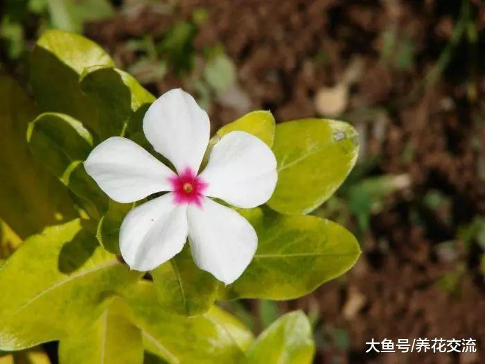 长春花保持全年有花朵观赏的几个技巧, 你都掌握了没
