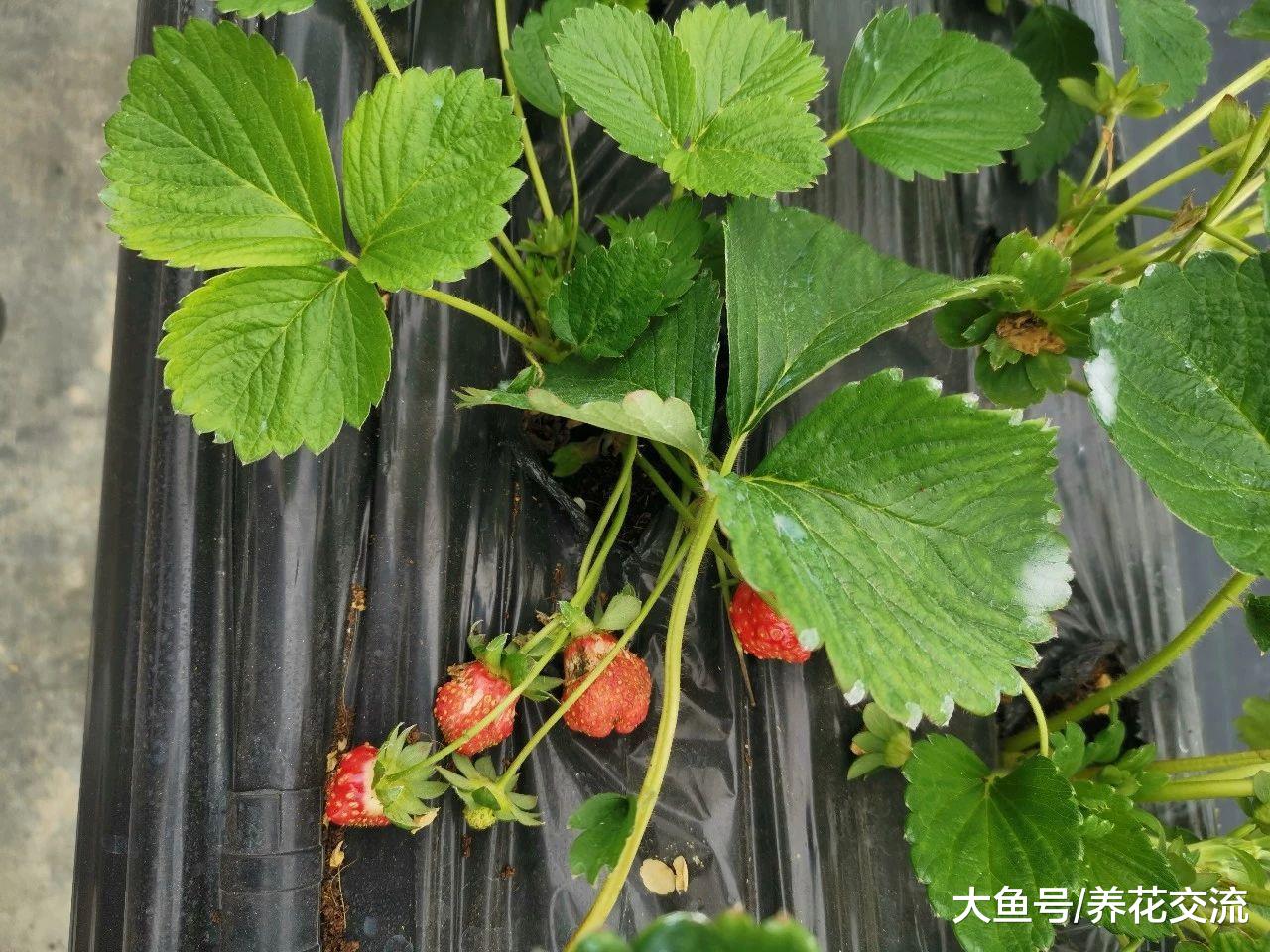在家里养的草莓结果出现畸形, 你还敢吃么?