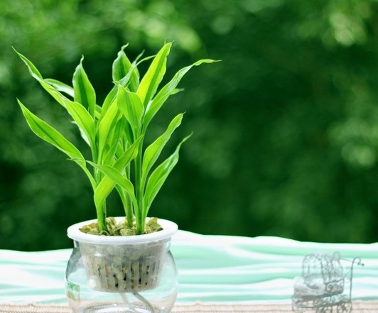 富贵竹“药片”下去, “蜂窝根”冒出来, 黄叶远离绿油油!
