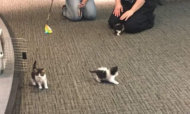 网络的力量真强大 猫警察真的来了 真实世界上演疯狂动物城 旅游资讯 八戒游戏