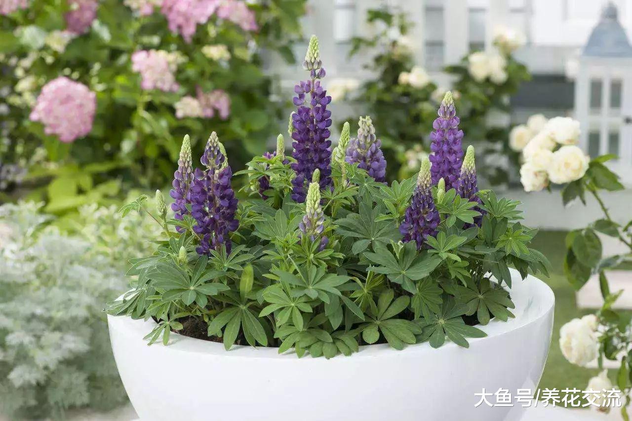 叶子像蕨类, 花朵则像花塔一般的鲁冰花, 你会养么?