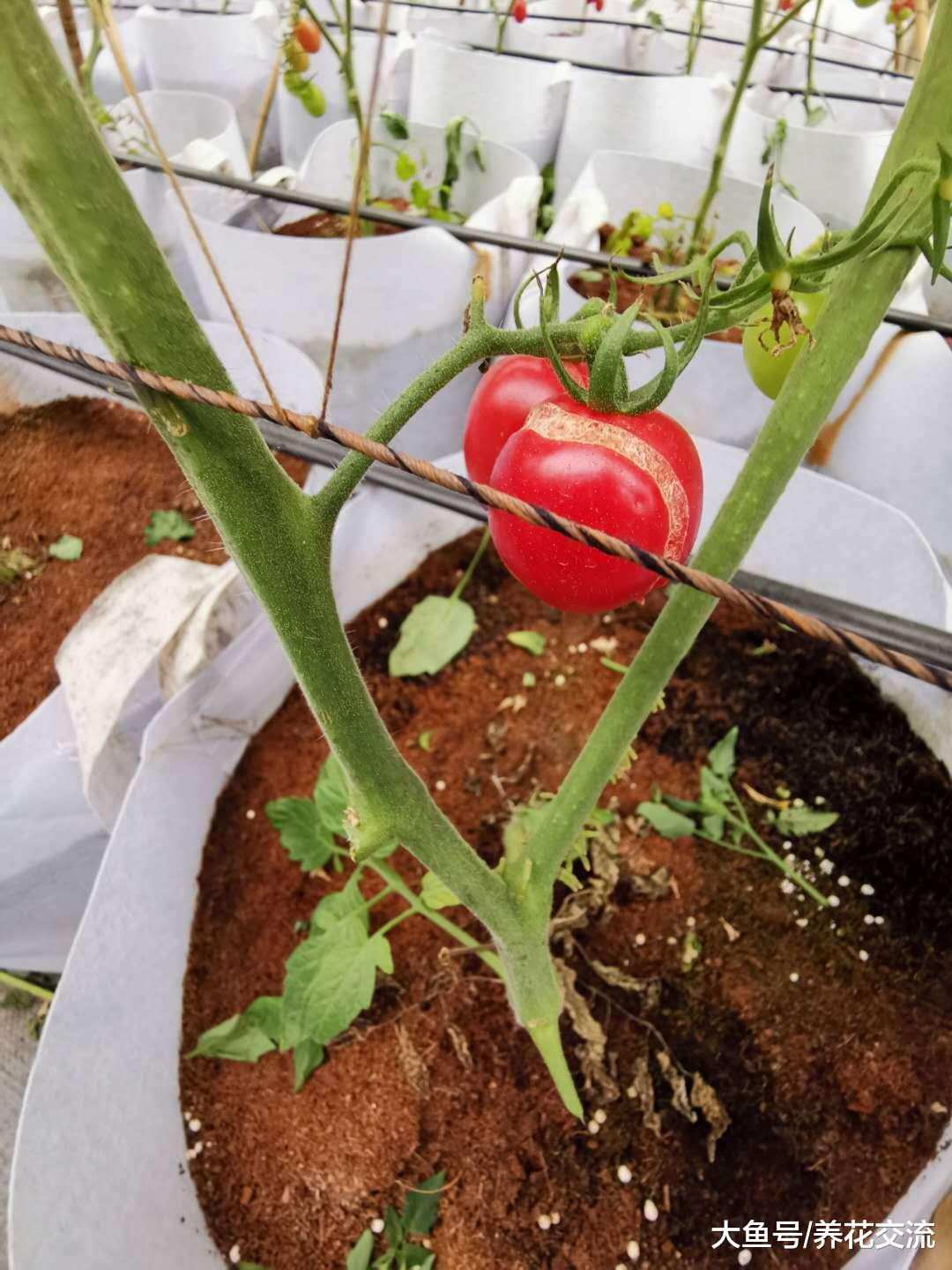 这些盆栽蔬菜种在阳台上, 一年四季都可以收割