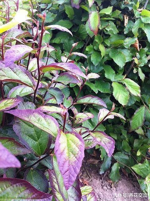 这些观赏植物有着靓丽迷人的叶子, 比花朵要好看多了
