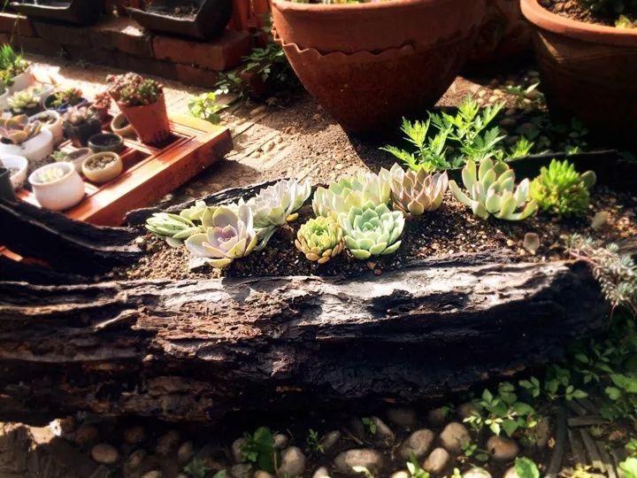 爷爷捡回来的老树根, 填点土种点肉, 就是一个小景观!