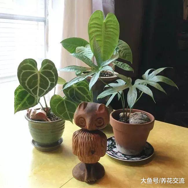 红掌盆栽养护需要注意这几个技巧, 很容易重新开花