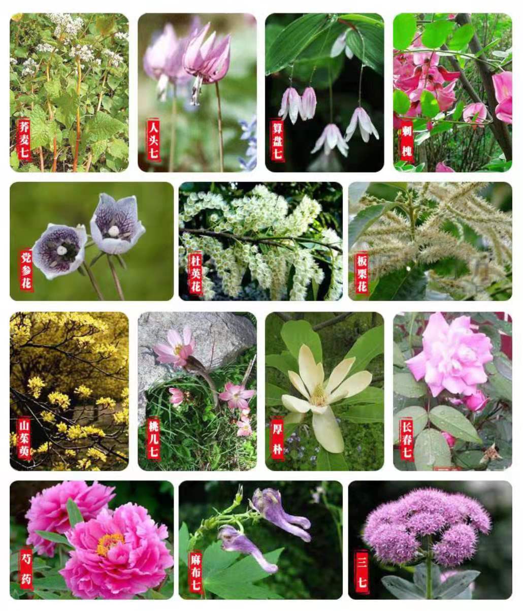 寻岭蜂巢蜜有花香吗 美食资讯 娱乐新闻网