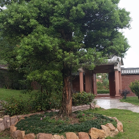 松柏耐寒