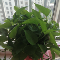 平凡影视娱乐