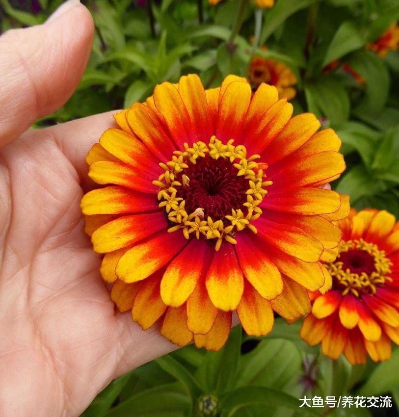 几种可以食用和观赏的草本花卉, 新手也能养得很好