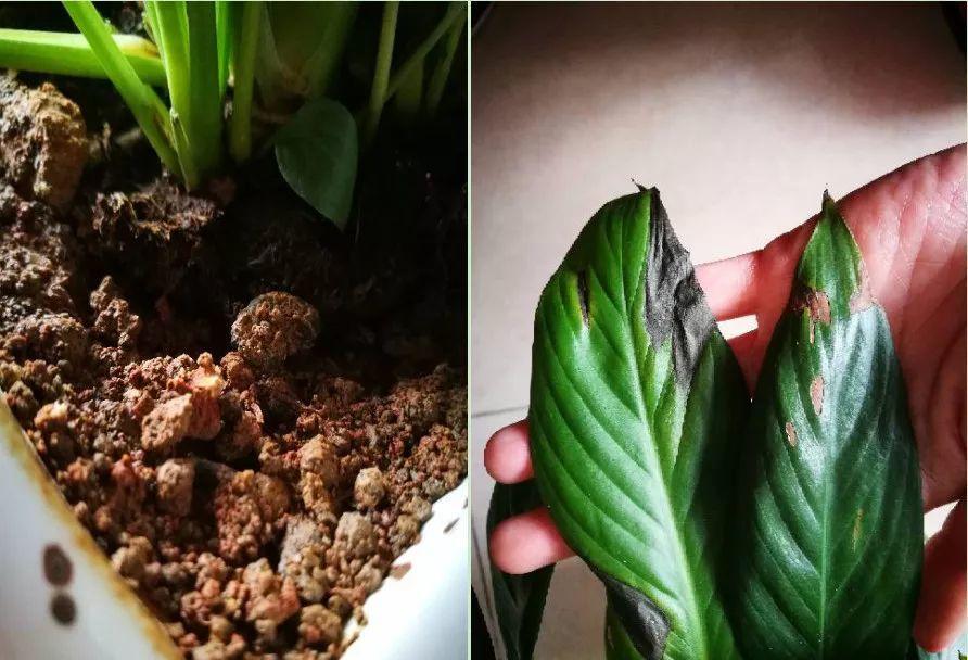 冬天就是白掌的鬼门关, 土壤没用对, 一不小心就烂根!