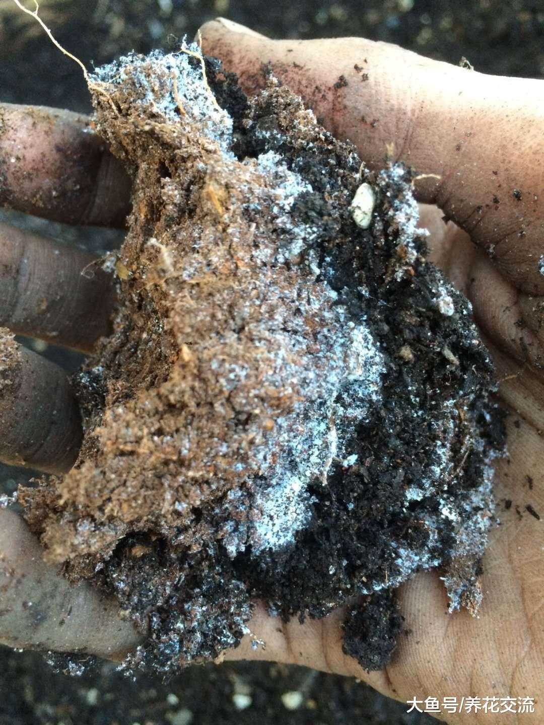 养过植物的旧土用这些方法处理, 又能变成新的肥土