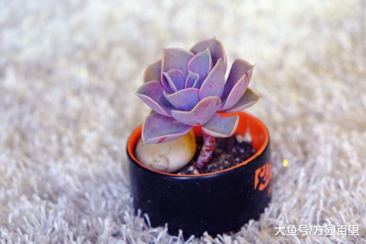 多肉植物景天科拟石莲花属——紫珍珠