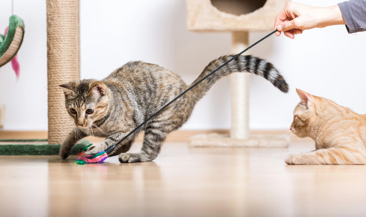 口臭 改善 猫 猫も乳酸菌を摂取すると効果がある？与え方や注意点